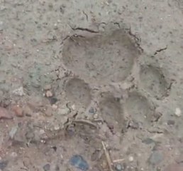 Video : पैंथर ने बछड़े का किया शिकार, मिले पगमार्क