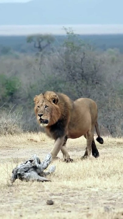 Lion Struts Through the Savanna: A Majestic Display of Power! #Viral #Trending #Wildlife #Nature