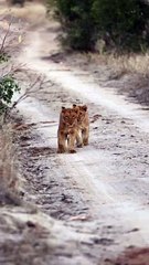 Two Lion Cubs Roaming the Savanna: Tiny Kings of the Land! #Viral #Trending #Wildlife #Nature