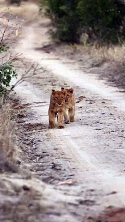 Two Lion Cubs Roaming the Savanna: Tiny Kings of the Land! #Viral #Trending #Wildlife #Nature