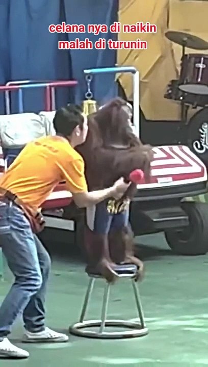 Funny chimpanse