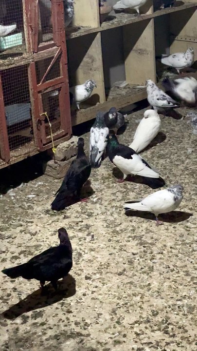 #trending #usa #viral #shortvideo #baby #pet #animals #birds #pigeon #pigeonlove #danish #magpies