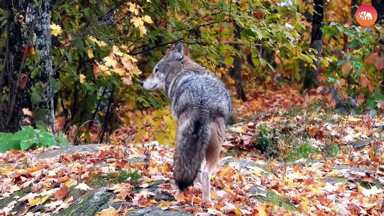 Largest Gray Wolves Pack Found In Us Forest