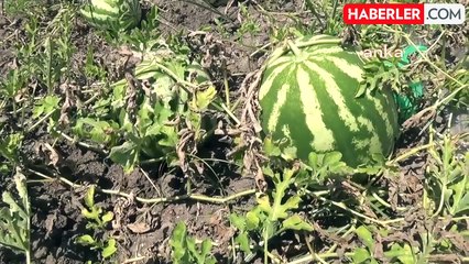 Karpuz Üreticisi İsyan Etti: Tarlada Kaldı