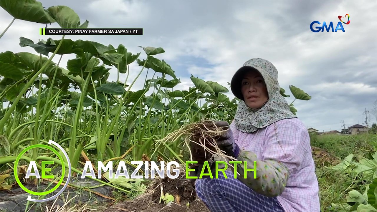 Amazing Earth: The life of a Pinay farmer in Japan!