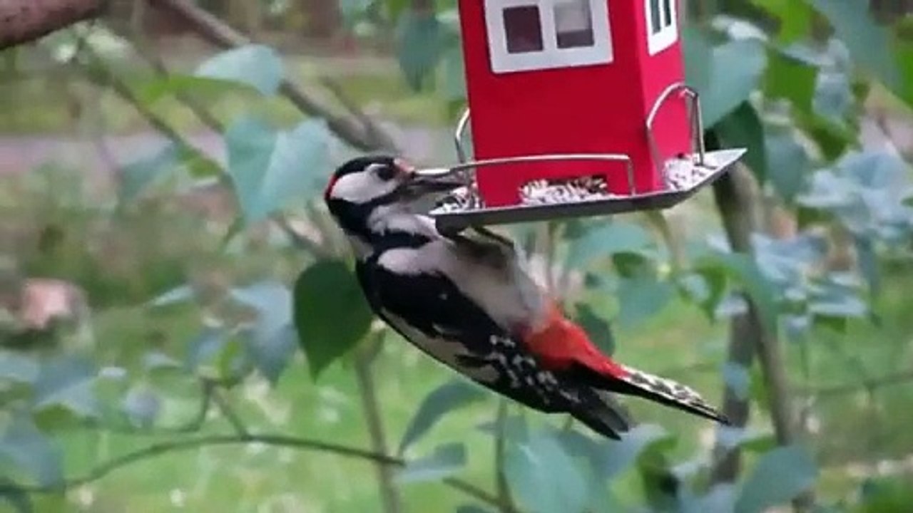 bird video, fly bird video, sky birds