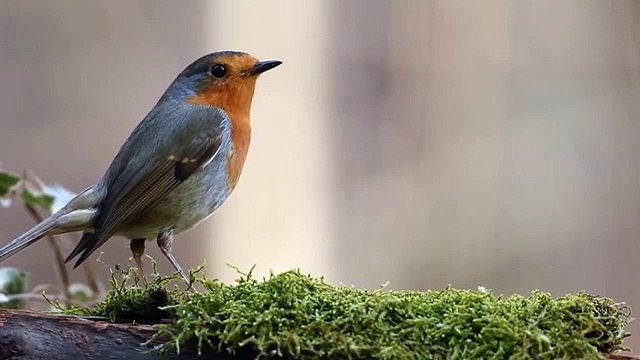 Best Flying Bird Video, birds,birds flying,10 best flying bird video,birds flying green