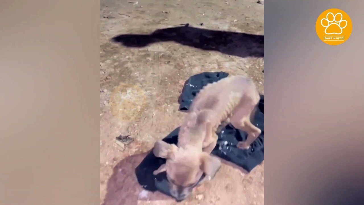 Little Puppy was Found Completely Weak and He Tested Positive for Cinomosis