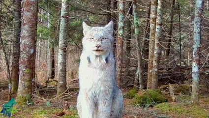 Rare Canada lynx captured on camera striking a pose in remote Minnesota woods