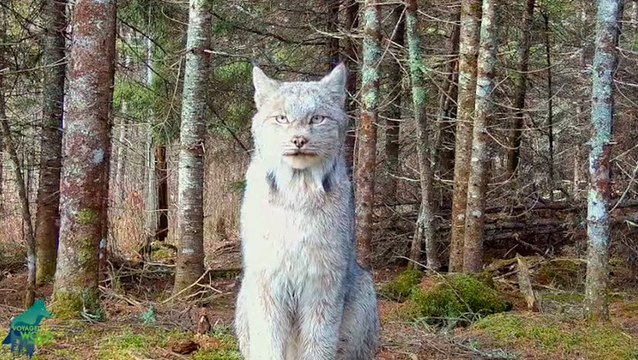 Rare Canada lynx captured on camera striking a pose in remote Minnesota woods