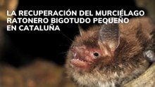 La recuperación del murciélago ratonero bigotudo pequeño en Cataluña