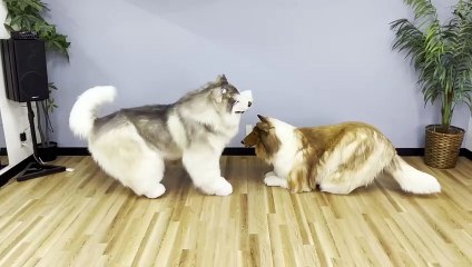 Cão humano tem melhor amigo