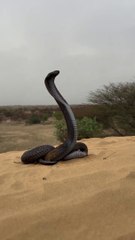 Very amazing big cobra 