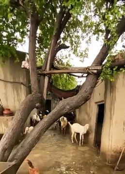 Pind dey loge village life people of village traditional village life in Punjab old culture of Punjab