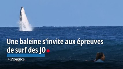 JO-2024 : une baleine s'invite aux épreuves de surf et fait le show
