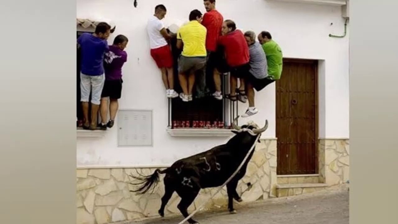 Funny Videos Of The Year | Try to not laugh | Funniest videos of Animals