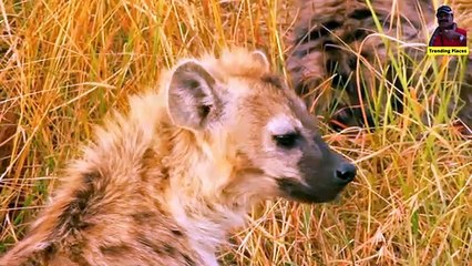 Masai Mara where the Great Wildebeest Migration occur Every year
