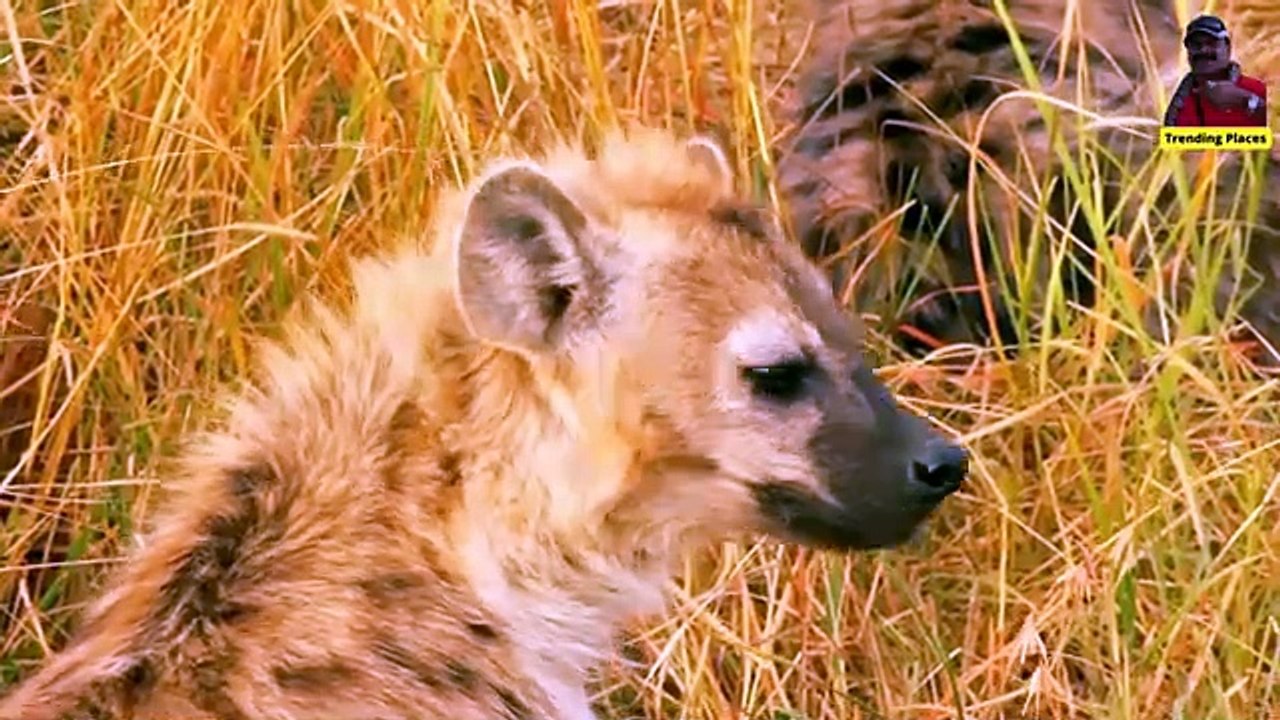 Masai Mara where the Great Wildebeest Migration occur Every year