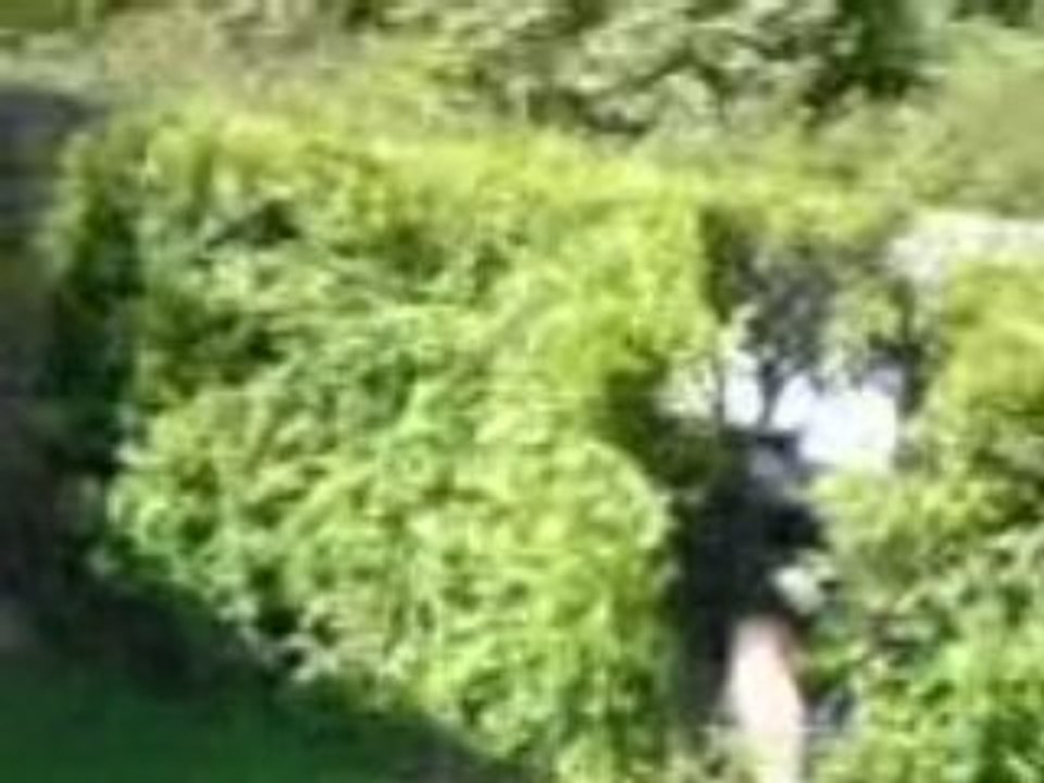 MOV00319