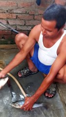 Fish #trending #Fish #ytshorts