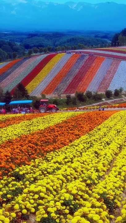 Japan hokkaido panoramic flower gardens shikisai-no-oka Hokkaido