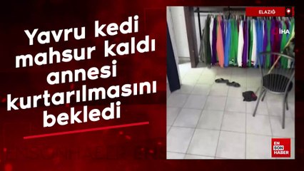 Elazığ'da yavru kedi mahsur kaldı, annesi kurtarılmasını bekledi
