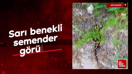 Adıyaman'da sarı benekli semender görüldü