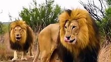 Walking with LION BROTHERS #thelionwhisperer #cat #wildlife