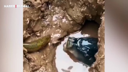 Yılan balığını kandırarak avlayan balığın görüntüleri viral oldu