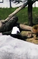 Lion attacks man . #lions #animals #lion #lionking #naturevideos #nature