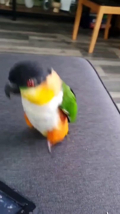 Funny Pet