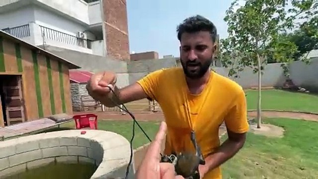 Jaggu Ko Nehlany Ki koshish Nakam Gussy Main Hamla Kr Dia