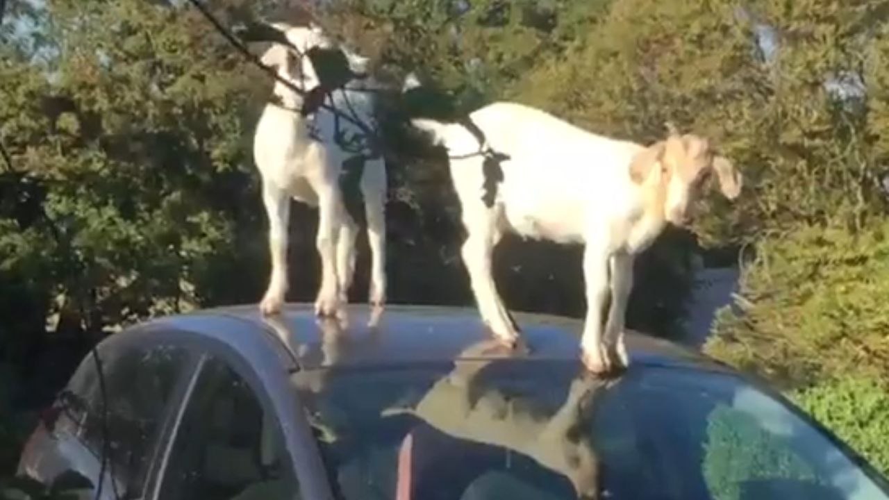 Goats have a fun time sliding and playing on a parked car’s roof ...