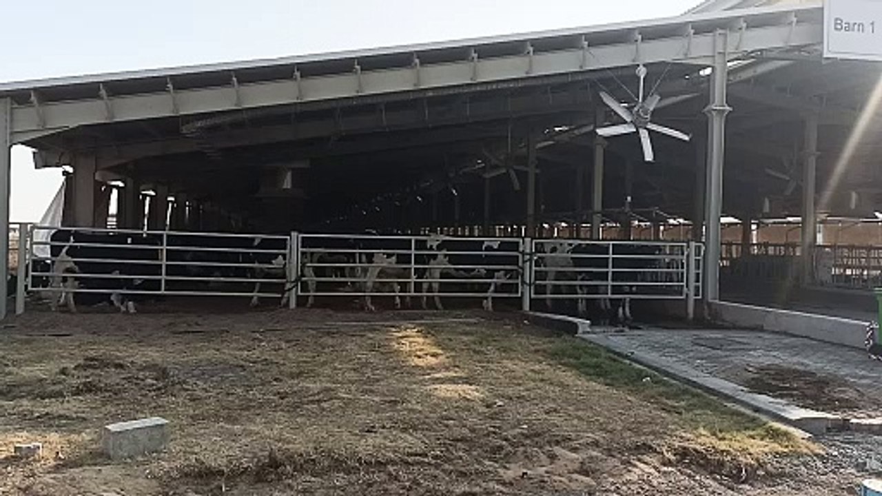 How Care cows Life
