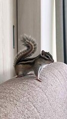 Check out the squirrel acting