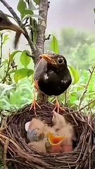 induk dan anak burung