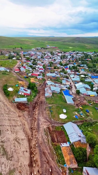 Kars / Sarıkamış’da otlatıldıktan sonra her biri kendi ahırına dönen koyunlar