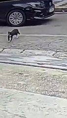 Arabanın altında kalmaktan son anda kurtulan kedi daha da ballanıyor ve önüne bir poşet tavuk dökülüyor...