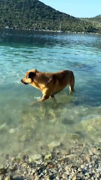 Birlikte yüzen aileye dahil olup, kısa bir yüzme gözlemi sonrasında onlara katılan sevimli köpek