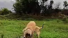 White Lions FIGHT and ROAR | The Lion Whisperer