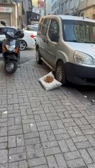 Portakal isimli sokak kedisinin insan dostunu gördükten sonraki mutluluğu 