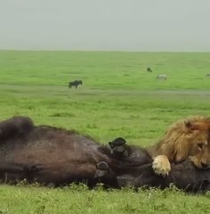 Lion vs Buffalo. #lions #buffalo #lioness #animals #wildlife #animallife #naturelovers #naturevideos