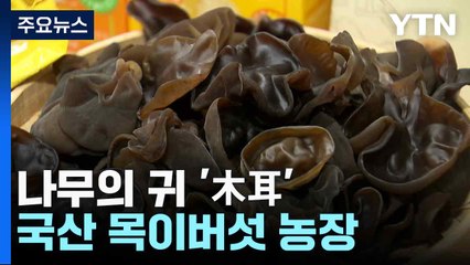 [新농비] 나무의 귀 '木耳'...국산 목이버섯 농장 / YTN