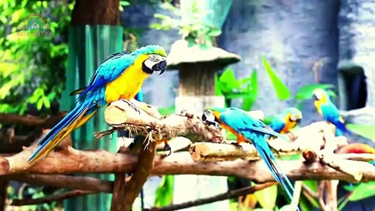 Parrot Song, Parrot Moments Funniest Parrots Doing Crazy Tricks  Entertainment Video #Babynest80