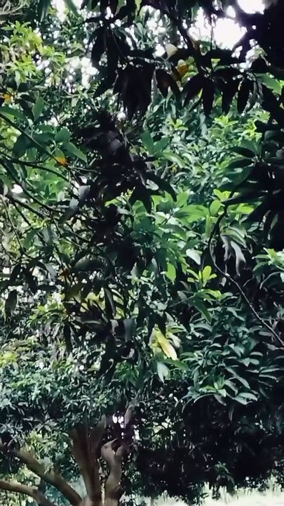 Tree mango