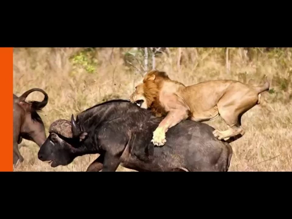 Lion vs Buffalo.  #lions #animals #wildlife #lionking #lioness #lionpride #animal
