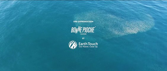 Sardine Run, le plus grand festin de l'océan | movie | 2022 | Official Trailer