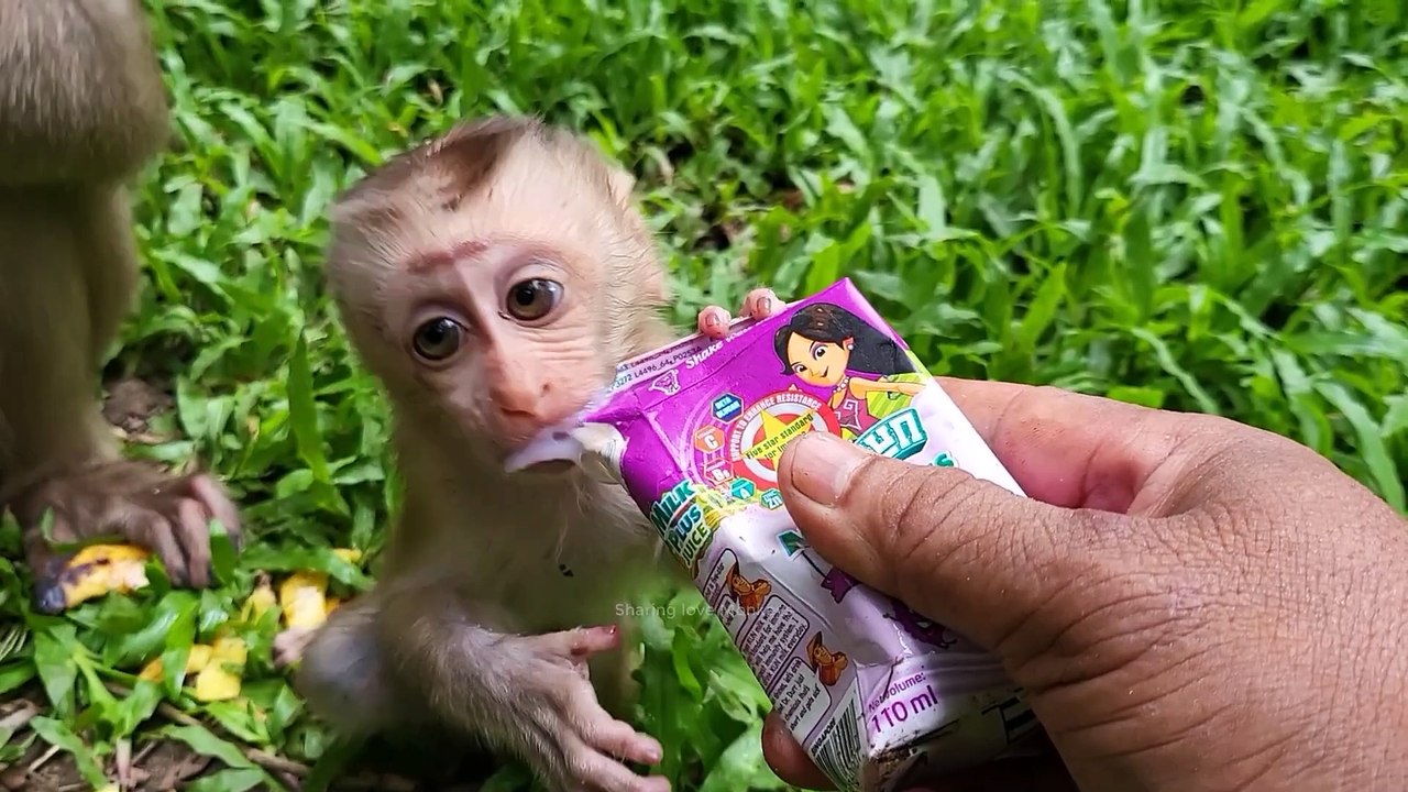 Funny Monkey 2024 - Luno and Jenner monkey enjoy milk for dinner