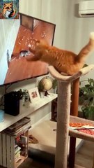 Cat Vs Rat| Most Funny Clips 2024| New Funny Cat Video 2024|