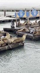 Seal Seemingly Dances on Pier